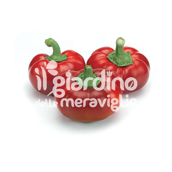 Peperone Topepo rosso