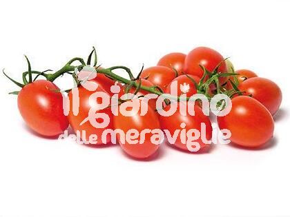 Pomodoro ovale ibrido tip. Piccadilly innestato