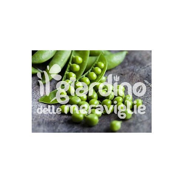 Pisello rampicante 9-10 grani