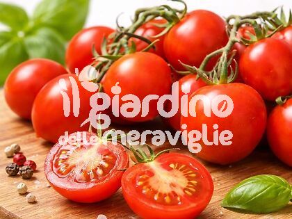 Pomodoro pizzutello eco punta a goccia