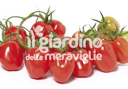 Pomodoro Fragola o Cubello