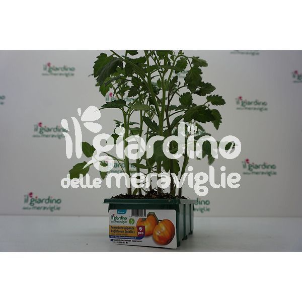 Pomodoro Gigante BUFFALOSUN