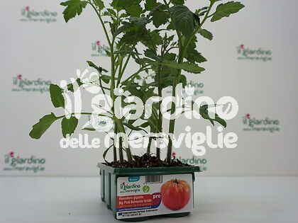 POMODORO Big Pink Belmonte