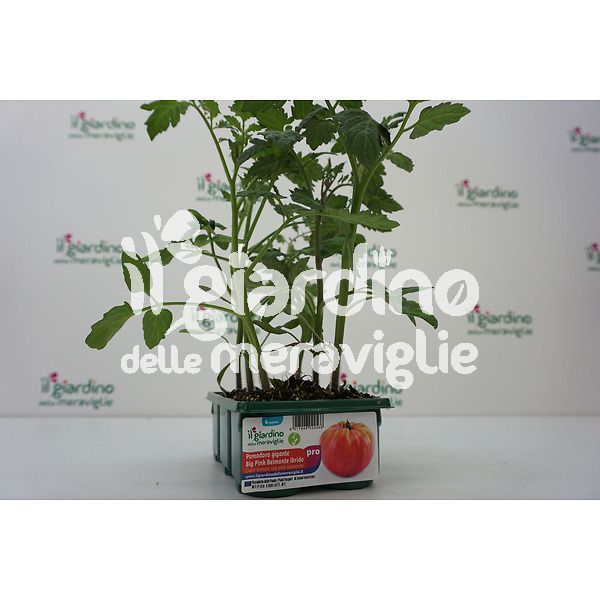 POMODORO Big Pink Belmonte
