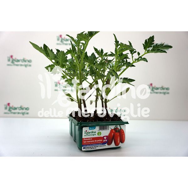 Pomodoro San Marzano da pelato