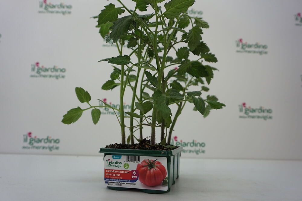 Chrysal Pomodoro & Erbe Barrette – Fertilizzante Per Piante Aromatiche E Pomodori – 20 Bastoncini