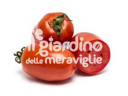 Pomodoro san marzano ALL FLESH nano tutta polpa