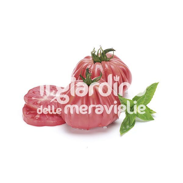 Pomodoro Cuore Rosa Tip. Rosamunda