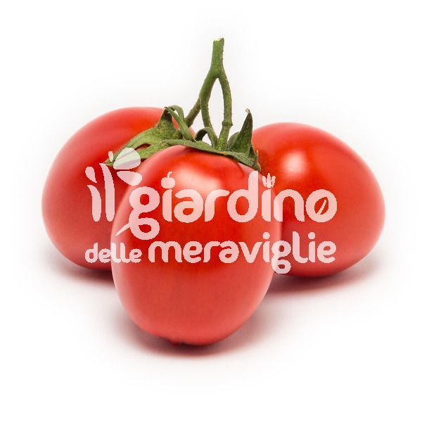 Pomodoro da salsa Brigade