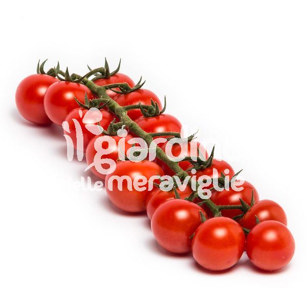 Pomodoro Ciliegino alto