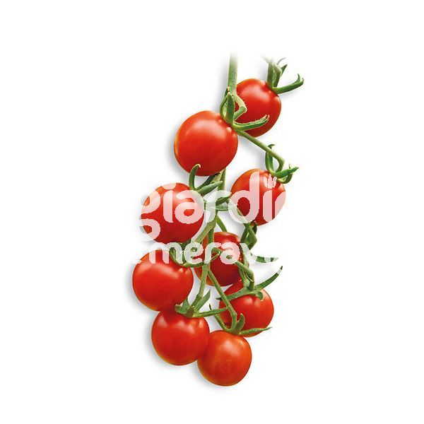 Pomodoro Ciliegino extra dolce Dolcyto con Fruttosio