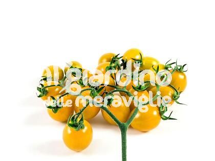 Pomodoro ciliegino giallo