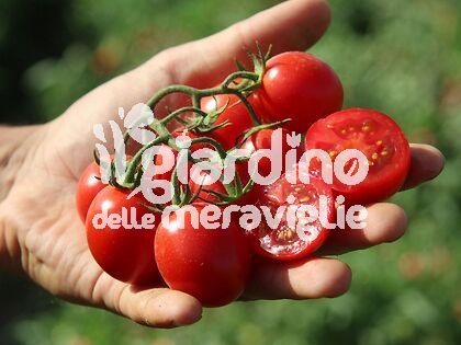 Pomodoro ciliegino var. Paki