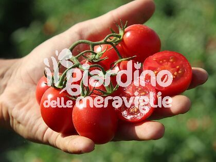 Pomodoro ciliegino var. Pakinoto