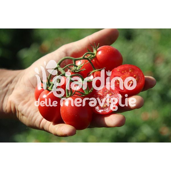 Pomodoro ciliegino var. Paki