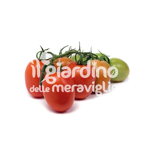 Pomodoro ovale Colibrì