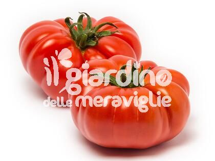 Pomodoro Corleonese