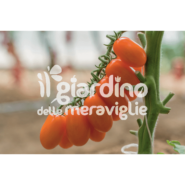 Pomodoro datterino arancione
