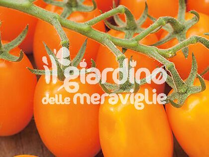 Pomodoro datterino arancione