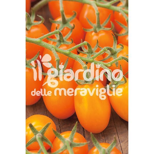Pomodoro datterino arancione