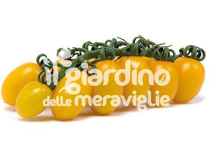 Pomodoro datterino giallo