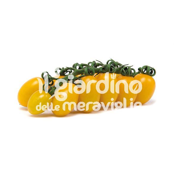 Pomodoro datterino giallo