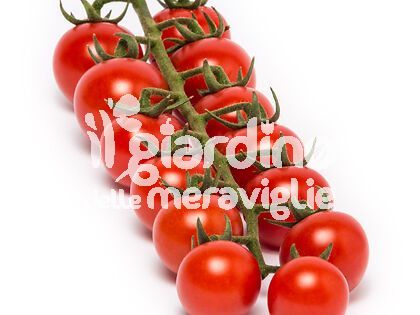 Pomodoro Ciliegino extra dolce Dolcyto con Fruttosio