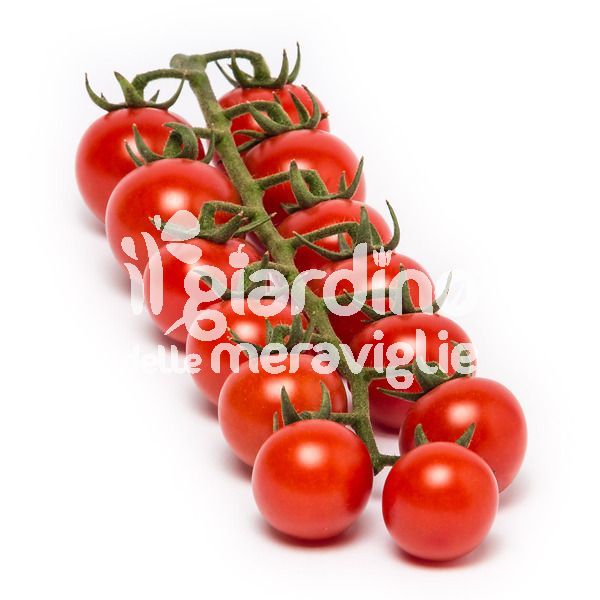 Pomodoro Ciliegino extra dolce Dolcyto con Fruttosio