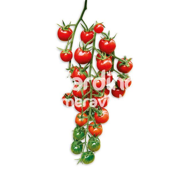Pomodoro Ciliegino (senza buccia) Bon Bon extra dolce