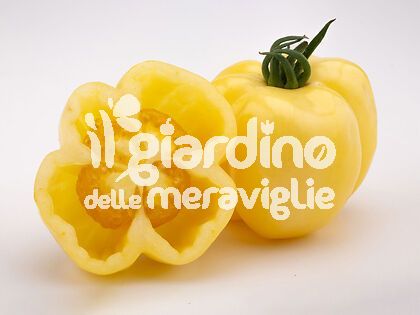 Pomodoro da ripieno EASY TOM Mix Color