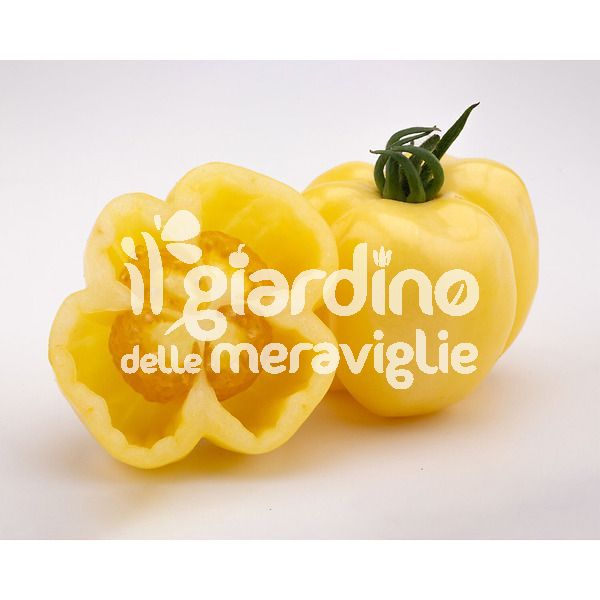 Pomodoro da ripieno EASY TOM Mix Color