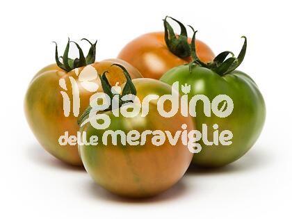 Pomodoro sardo