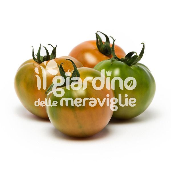 Pomodoro sardo