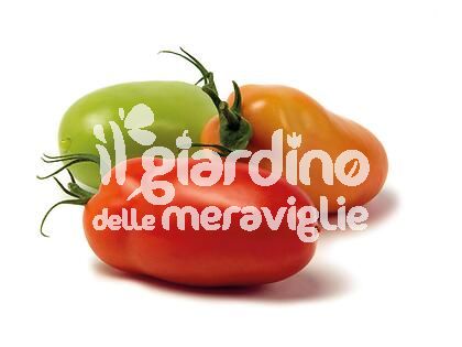 Pomodoro San marzano Giulietta