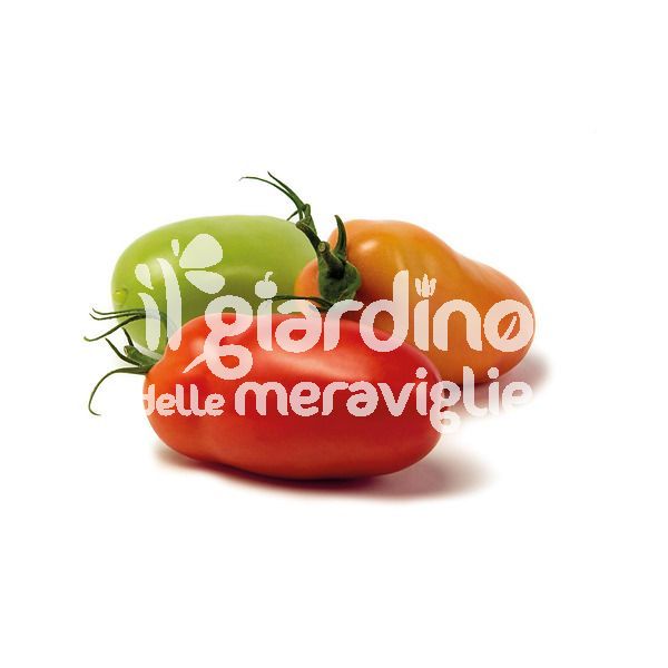 Pomodoro San marzano Giulietta