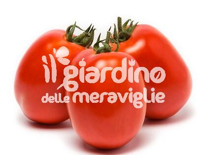 Pomodoro per salsa Grandimat