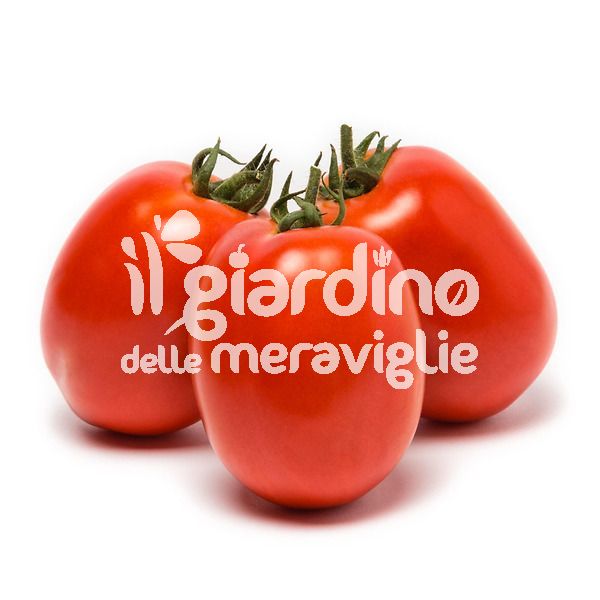 Pomodoro per salsa Grandimat