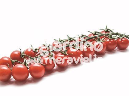 Pomodoro Il Piccolo RED