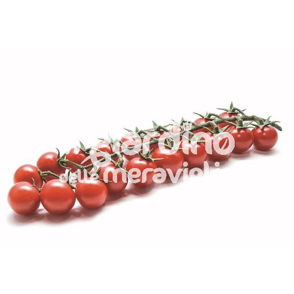 Pomodoro Il Piccolo RED