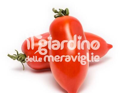 Pomodoro San Marzano Hypeel 244