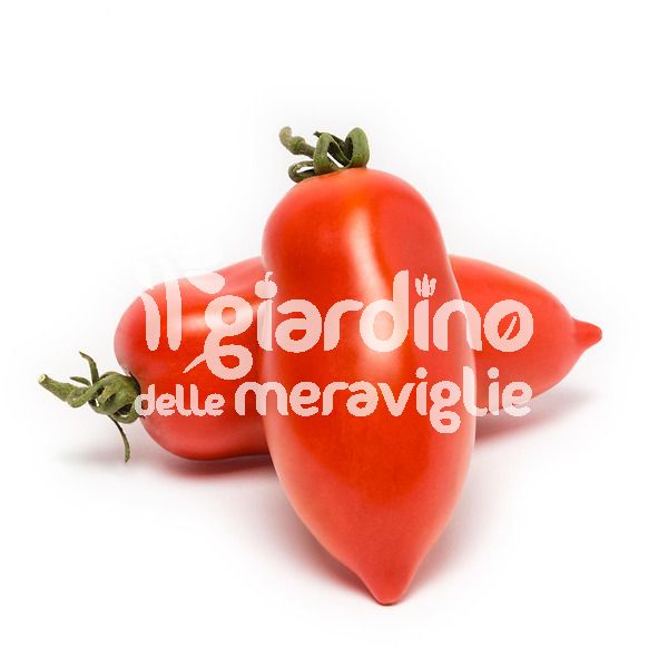 Pomodoro San Marzano Hypeel 244