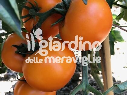 Pomodoro giallo arancione Orbunch 140gr