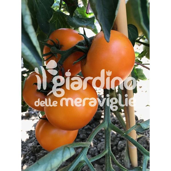 Pomodoro giallo arancione Orbunch 140gr