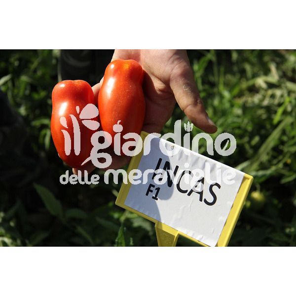 POMODORO INCAS IL GIARDINO DELLE MERAVIGLIE