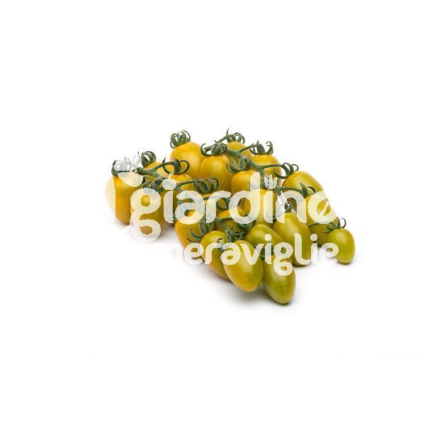 Pomodoro datterino fruttato Mango