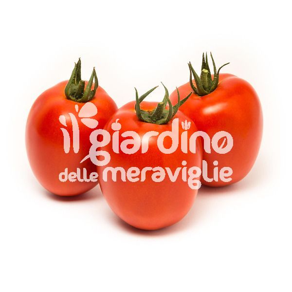 Pomodoro da salsa tollerante virosi massaro