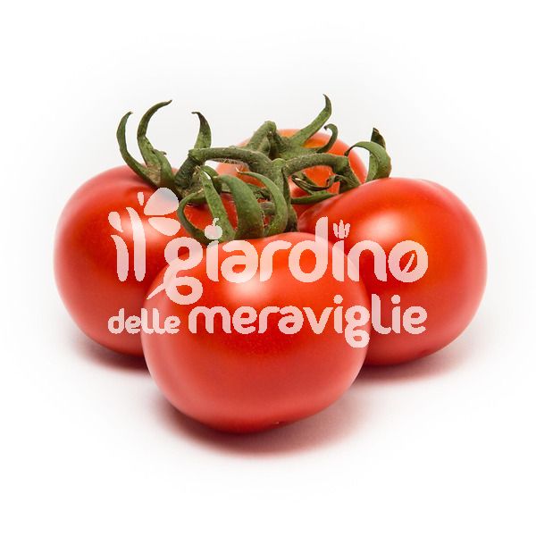 Pomodoro da salsa Mezzo cachì