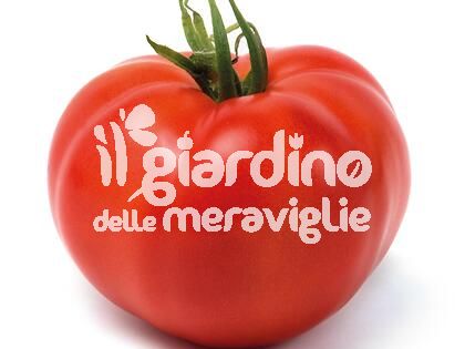 Pomodoro tondo liscio Montecarlo