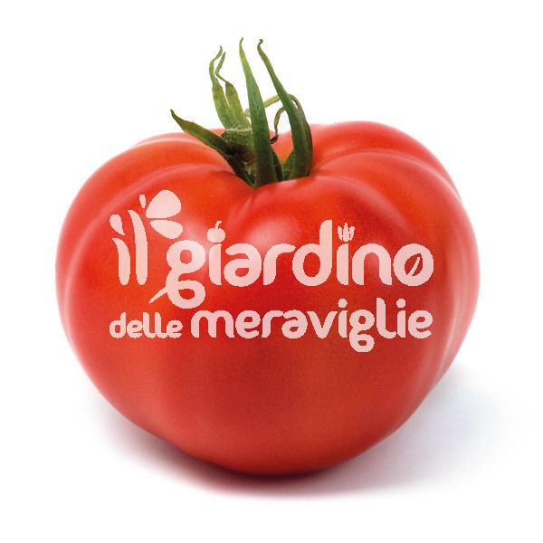 Pomodoro tondo liscio Montecarlo