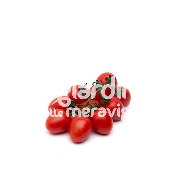 Pomodoro Piccadilly new